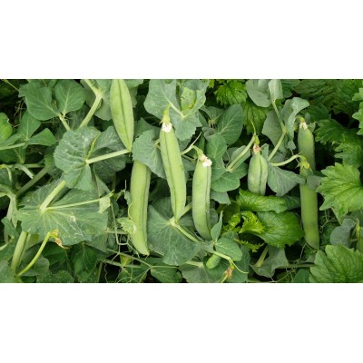 Семена гороха овощного Мегасайз (2500с.) Lark Seeds